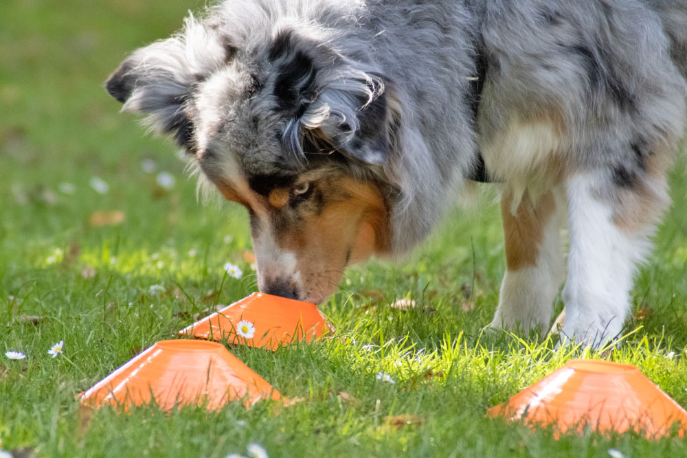 einzeltraining-hund-rastede-vechta