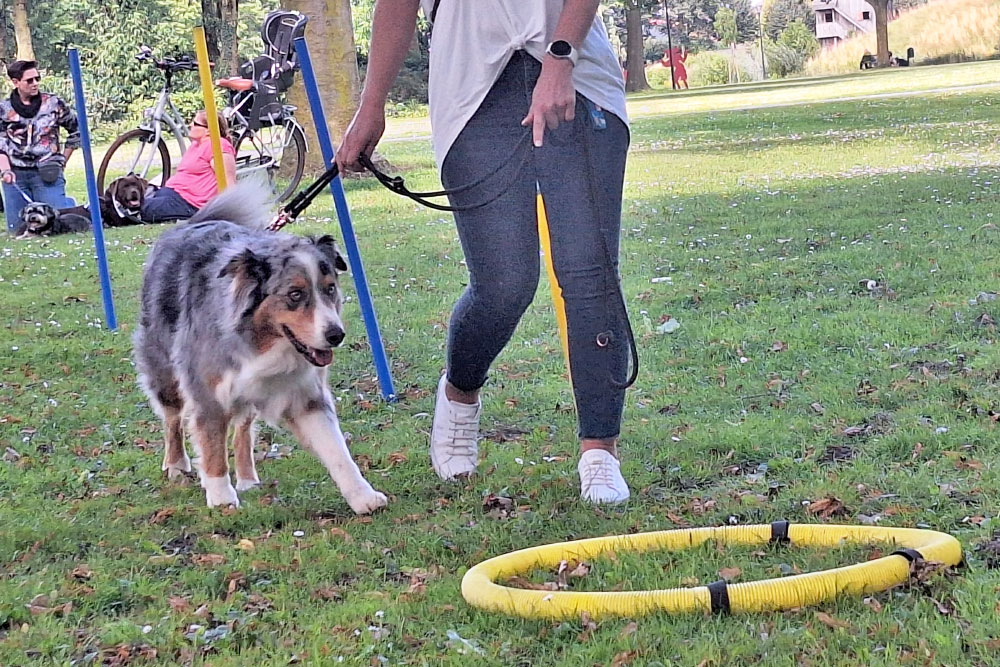 hundetraining-ahlhorn