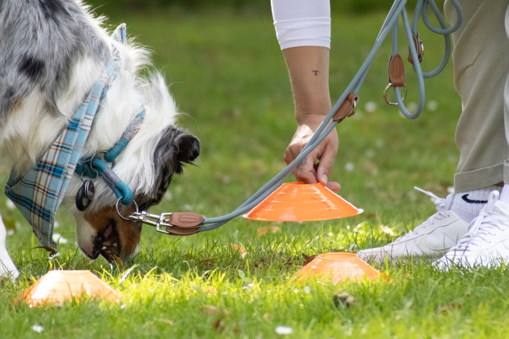 preise-hundetraining-oldenburg