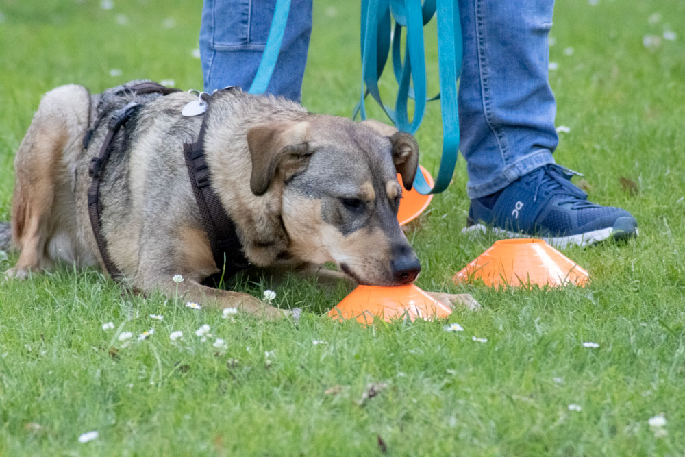 preise-hundetraining-rastede