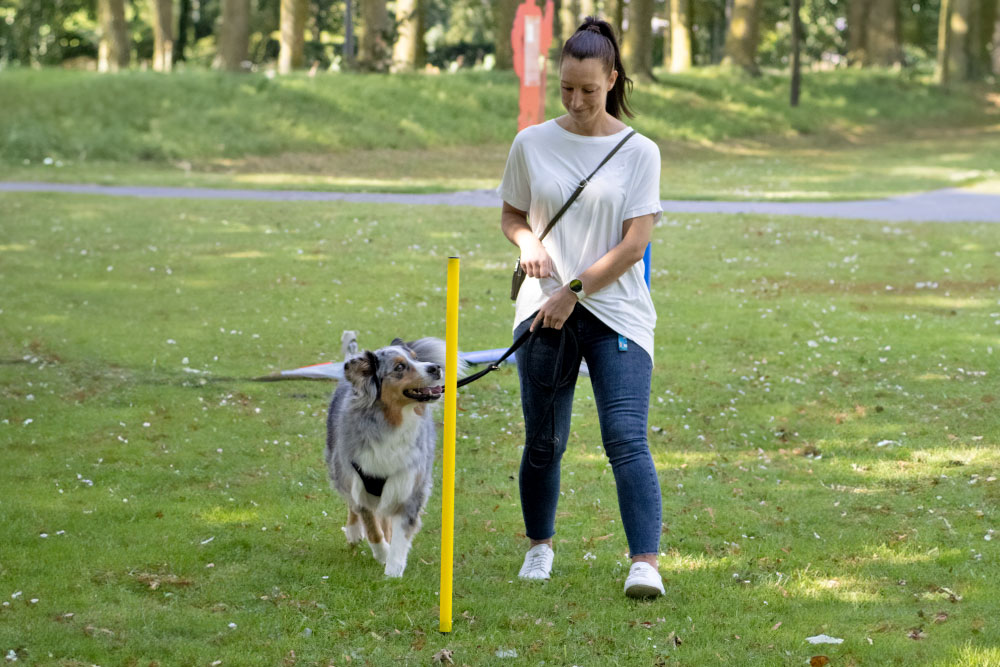 training-hund-rastede